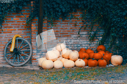 Image of Ripe autumn pumpkins on the farm