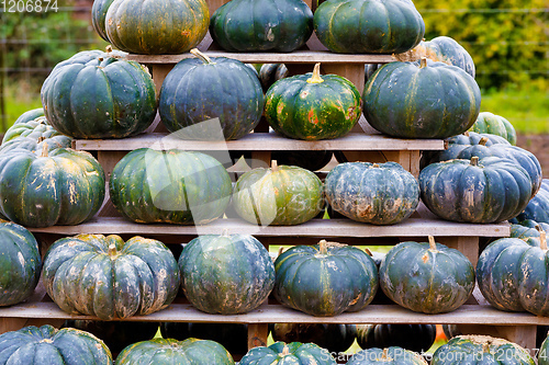 Image of background from autumn harvested pumpkins