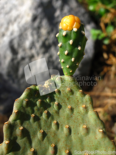 Image of Close-up of green big cactus