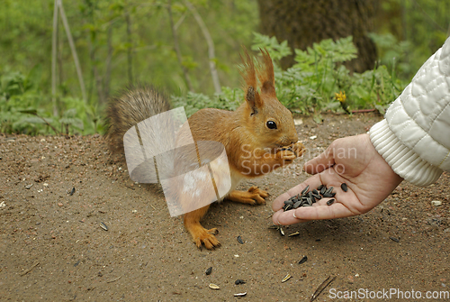 Image of Female hand with sunflower seeds feeding a squirrel