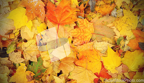 Image of Bright autumn background from fallen leaves of maple