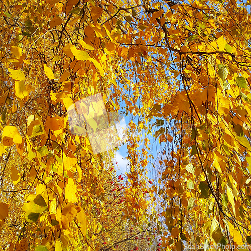 Image of Yellow autumn foliage of birch tree and red mountain ash berries