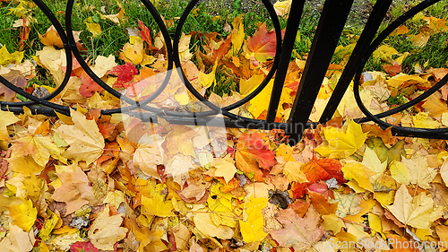 Image of Bright autumn fallen leaves on green grass with cast iron fence