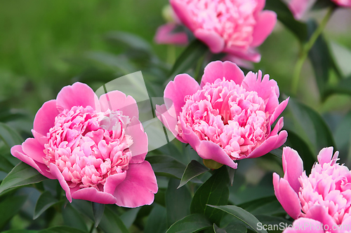 Image of Beautiful delicate pink peony in summer garden