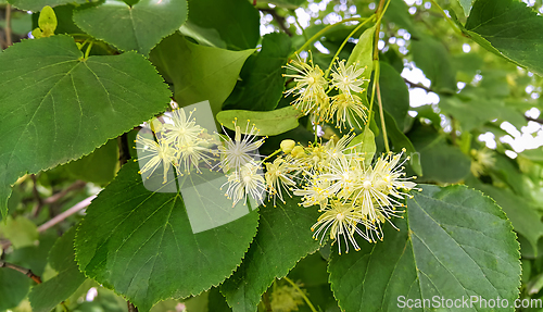 Image of Branch of lime tree with white flowers