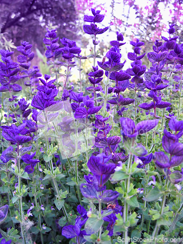 Image of Beautiful Salvia in the garden