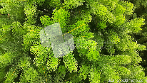 Image of Bright green branches of an artificial Christmas tree