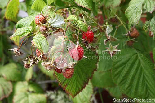 Image of Branch of raspberries with berries