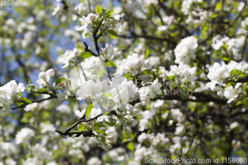 Image of apple blossoms