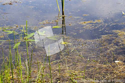 Image of hiding in the water