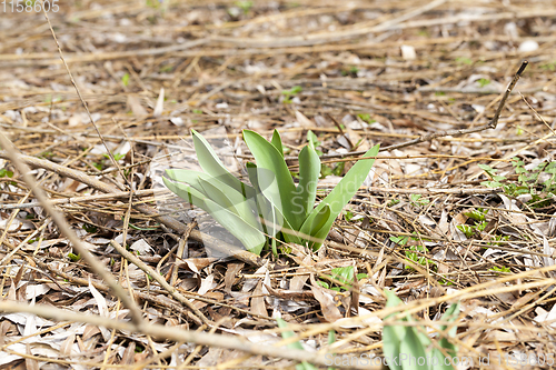 Image of first green plant