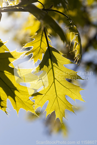 Image of oak in spring