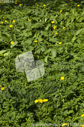 Image of green vegetation