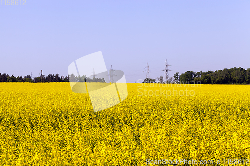 Image of rapeseed sky