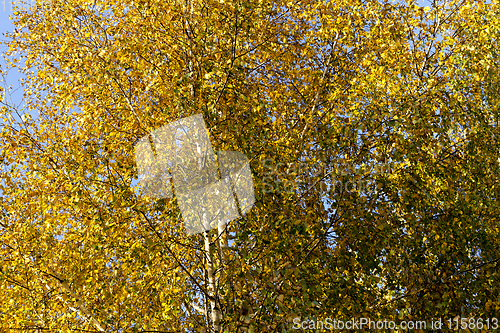 Image of birch leaves