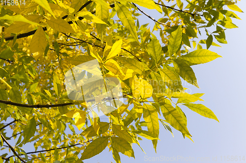 Image of branch of a maple