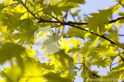 Image of young green oak