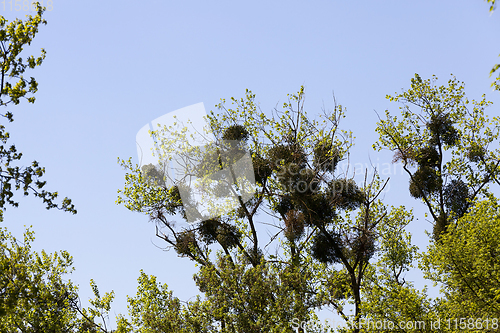 Image of parasitized by mistletoe