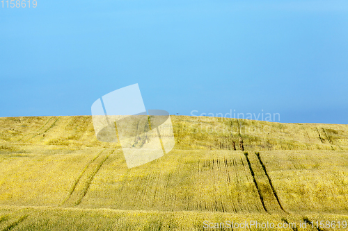 Image of summer landscape