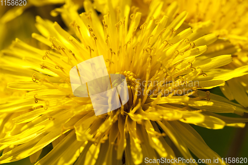 Image of one yellow dandelions
