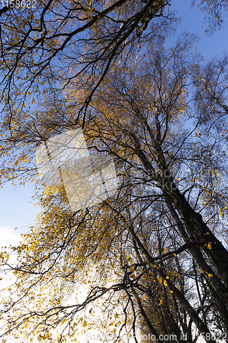 Image of without foliage trees