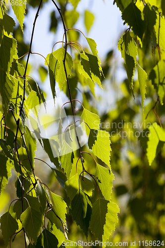 Image of beautiful young birch foliage