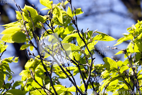 Image of beautiful young tree