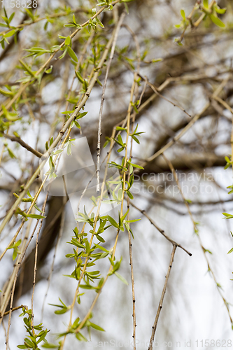 Image of green leaves