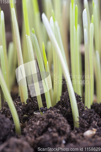 Image of dense germinated grass