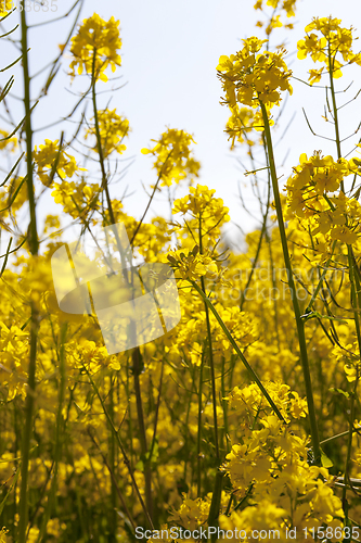 Image of yellow rapeseed