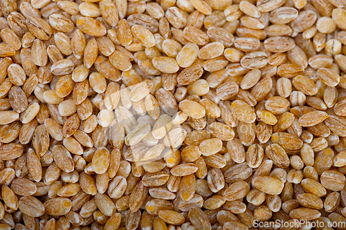 Image of organic wheat grains