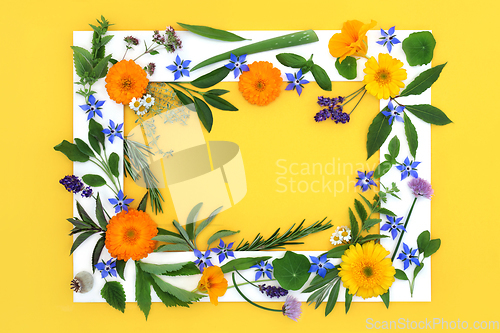 Image of Herbs and Flowers for Alternative Medicine Background Frame