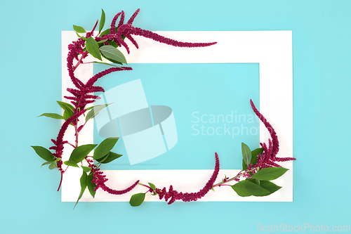 Image of Amaranthus Plant and Flower Background Border