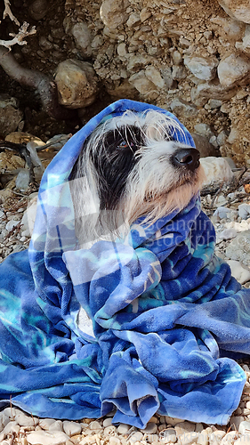 Image of Beach towel wrapped around a dog sitting on the beach