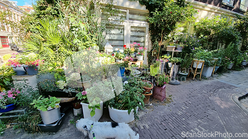 Image of Typical street view with pots of flowers in Amsterdam Netherlands. Old European city summer landscape