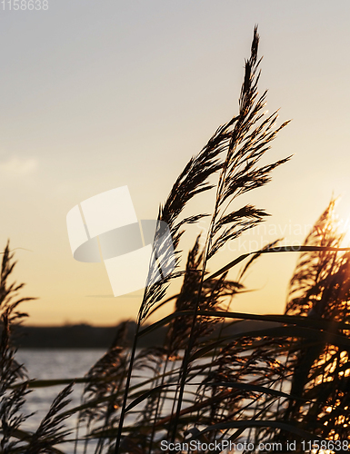 Image of lake grass