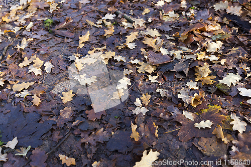 Image of fallen in autumn