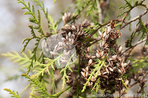 Image of fir seeds