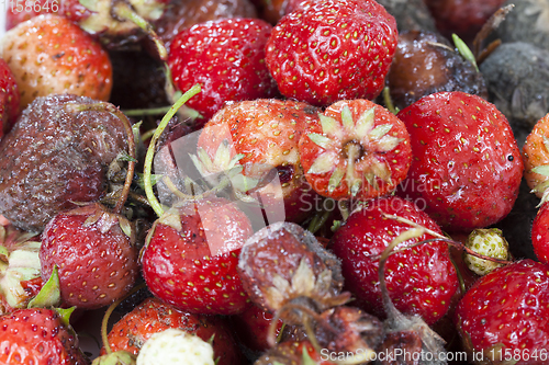 Image of ripe strawberries