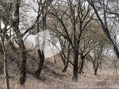 Image of bare deciduous trees