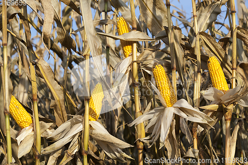 Image of ripe yellow corn