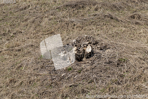 Image of tree trunks