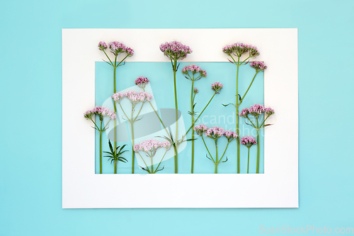 Image of Pink Valerian Herb Flower Background Frame