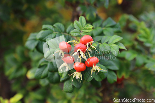 Image of Branch with  dog rose fruits