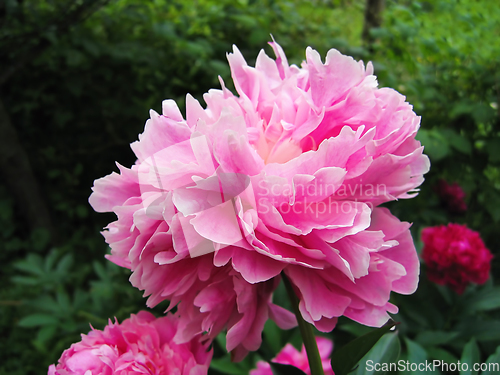 Image of Beautiful delicate pink peony