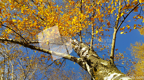 Image of Trunk and branches with bright yellow leaves of autumn birch aga