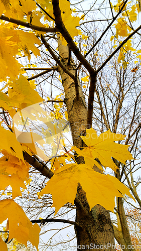 Image of Trunk and branches with bright yellow leaves of autumn maple tre