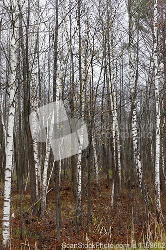 Image of marshland with birches