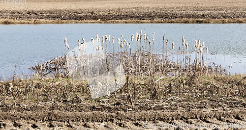 Image of old dry reeds