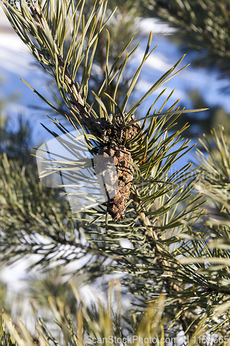 Image of pine cone